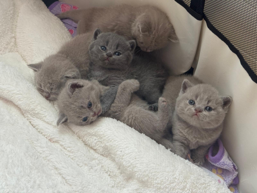 Reinrassiges BKH Kittens abzugeben