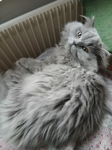 BLH Manliich baby katzen 