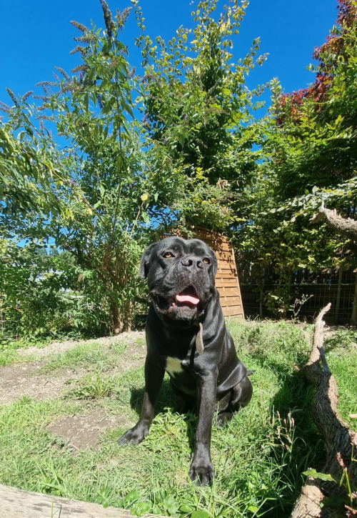 Schöner, kräftiger Cane Corso Rüde sucht liebevolles Zuhause