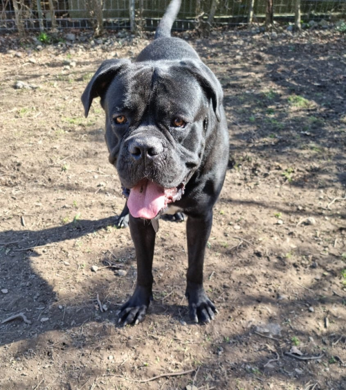 Schöner, kräftiger Cane Corso Rüde sucht liebevolles Zuhause