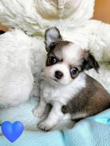 Chihuahuas mit Stammbaum