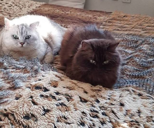 BLH Armani und BKH Elvis