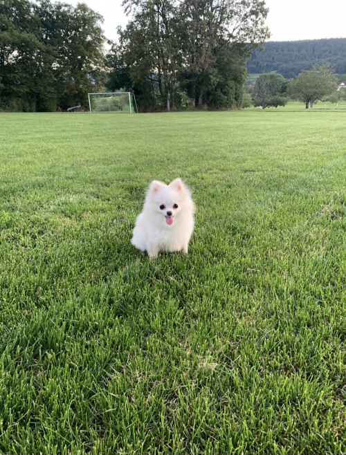 Pomeranian Boo 