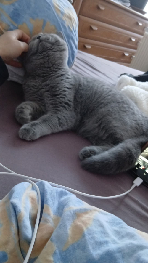  weiblich katze Bkh 