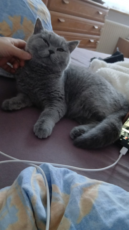 Bkh Rainrassen weiblich katze