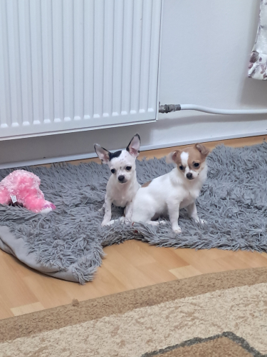 Chihuahua zwei Welpen 