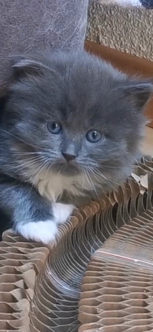 Türkisch Angora /Ragdoll Kitten suchen ihre Familie 