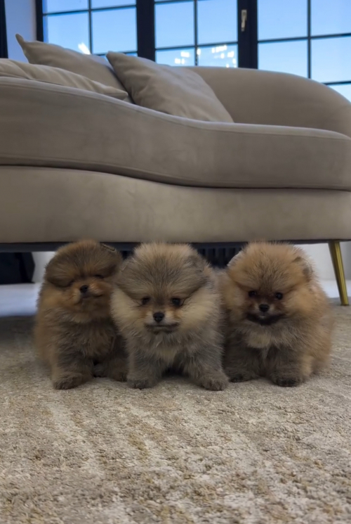 Zwergspitz Pomeranian Welpen Abzugeben 