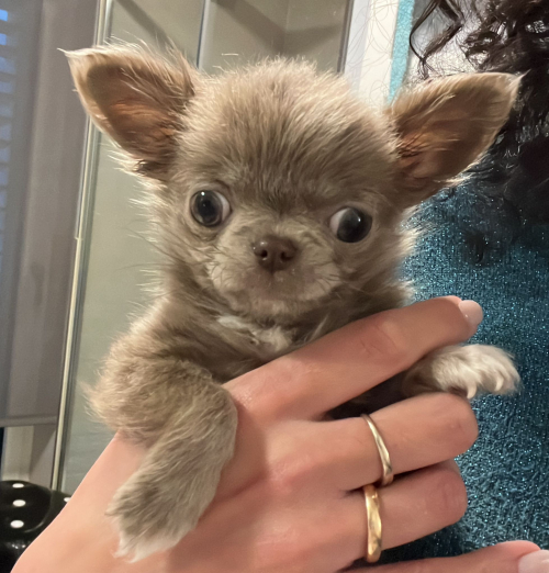 Chihuahua Welpe 