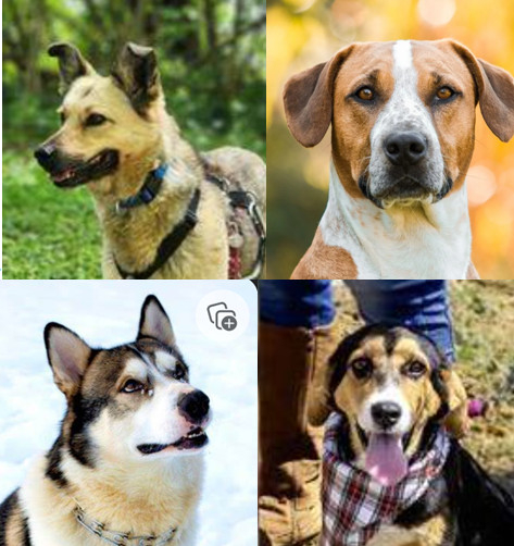 SUCHE einen HUND als neuen Begleiter