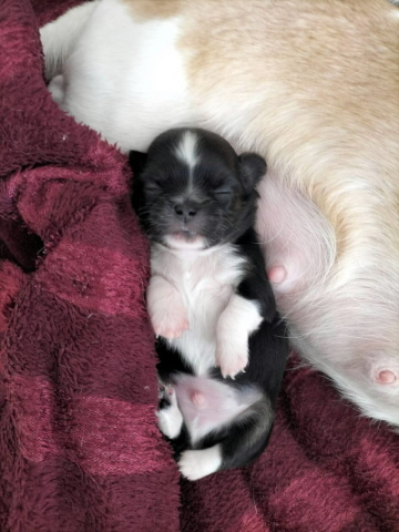 Chihuahua Welpen mit Schweizer Stammbaum SRZ