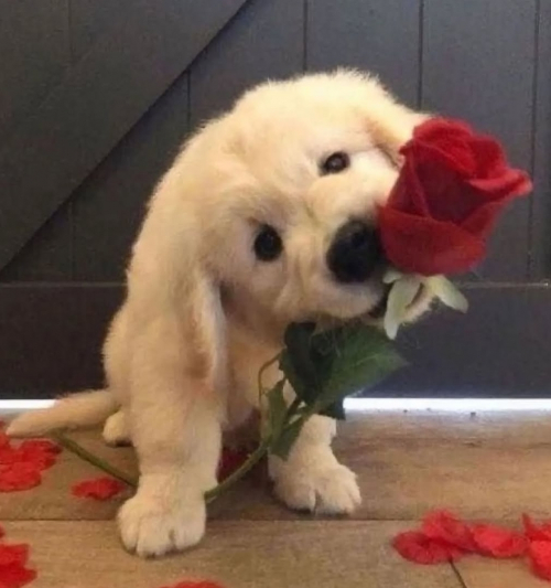 Familienfreundliche Golden Retriever Welpen 