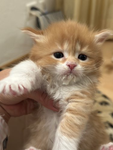 Maine Coon  Kitten zu verkaufen 