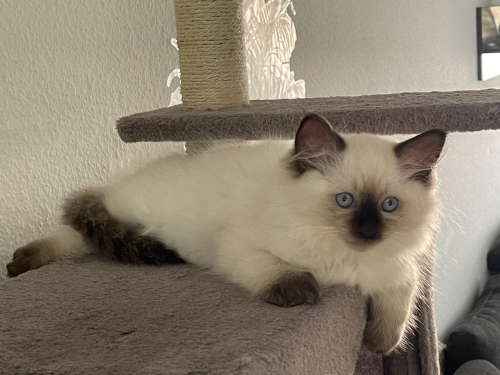 Reinrassige Ragdoll Kitten 