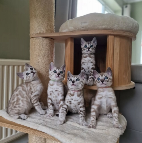 Reinrassige Snow Lynx Bengal Katzen Abzugeben 