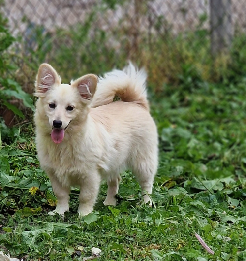 welpen aus dem tierschutz