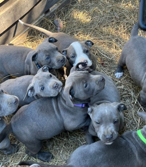 American Pitbull Terrier Welpen