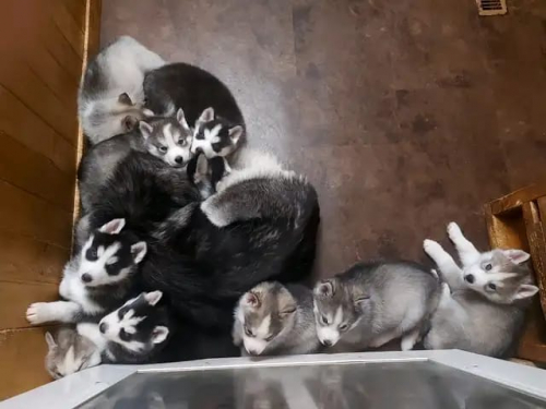 Siberian Husky-Welpen