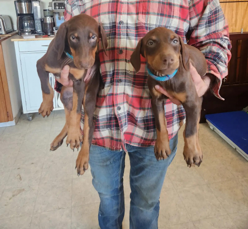 Reinrassige Dobermannwelpen.