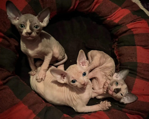 Wunderschöne Sphynx-Kätzchen – noch 5 verfügbar