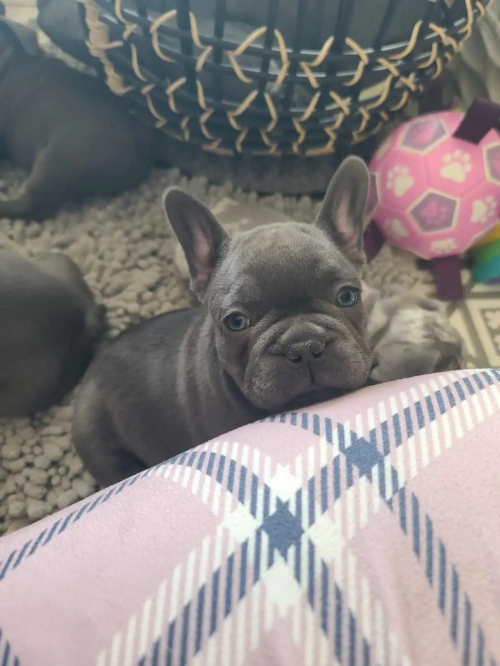 Französische Bulldoggenwelpen, Hündinnen und Rüden