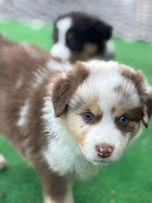 Reinrassige Australian Shepherd Welpen