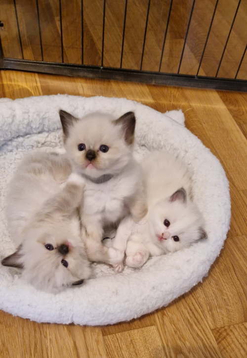 Ragdoll Kitten mit Stammbaum- liebevoll aufgezogen