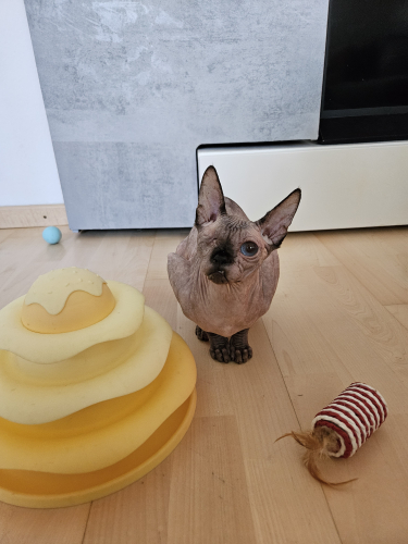 sphynx katze 1 jahr 6 monate