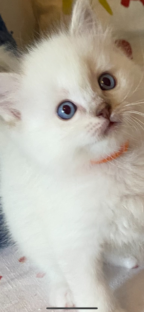 Ragdoll Babys