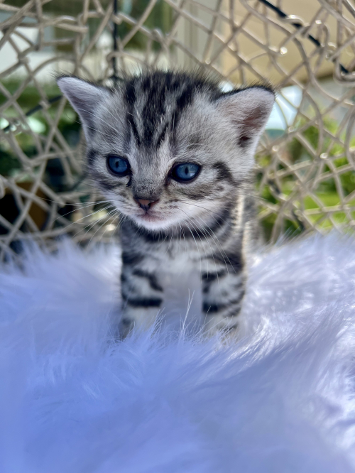 Süsse BKH Kitten Silver Tabby (Whiskas) suchen neues Zuhause