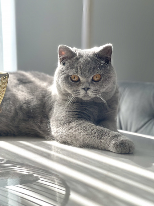Bkh Reinrassiger Deckkater 
