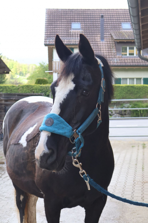 Hol dir dein Pferd aus dem Ausland