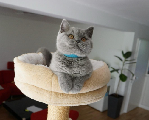 Bkh Kitten reinrassig Blue 