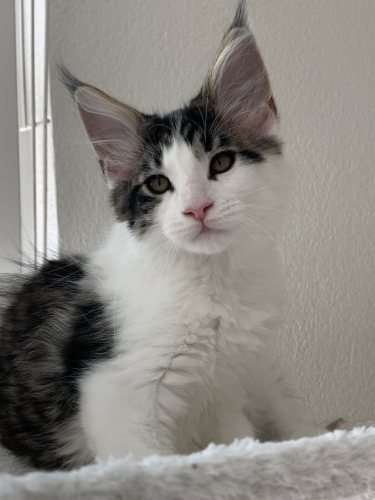 Maine Coon Kätzchen mit Stammbaum aus der Zentralschweiz