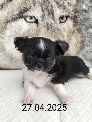 Chihuahua Welpen mit Schweizer Stammbaum SRZ