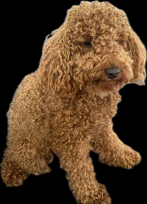 1 Jähriger Kastrierter Maltipoo