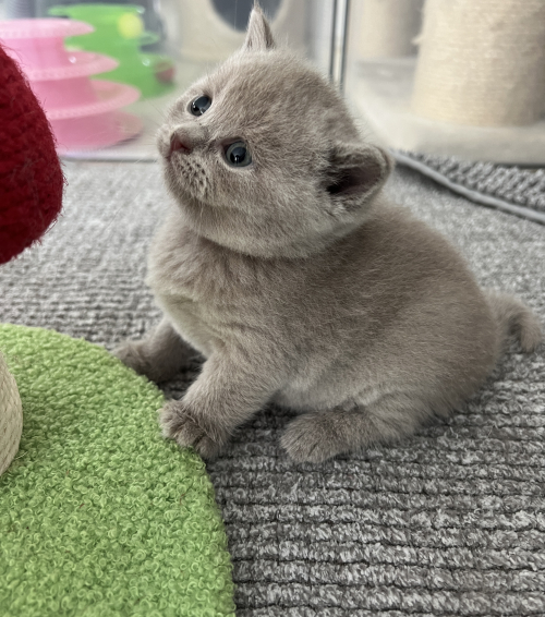 BKH- Kitten suchen …. 