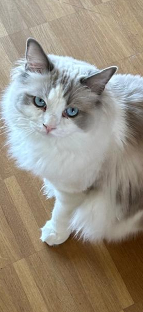 Ragdoll