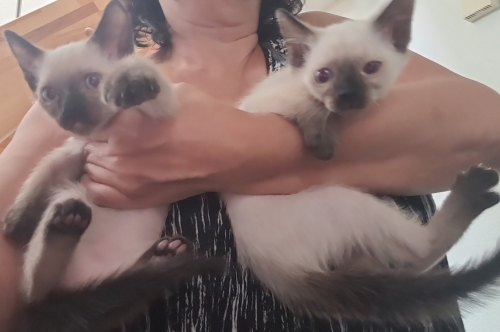 siam katzen baby