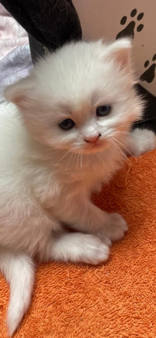 Türkisch Angora /Ragdoll Kitten suchen ihre Familie 