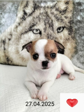 Chihuahua Welpen mit Schweizer Stammbaum SRZ