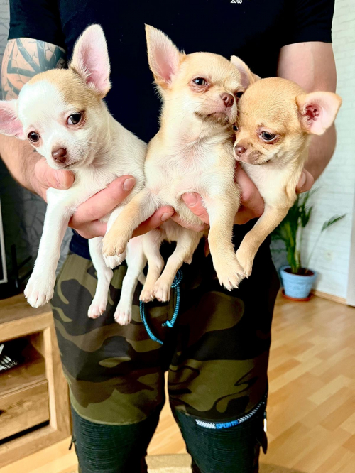 Chihuahua drei Welpen 