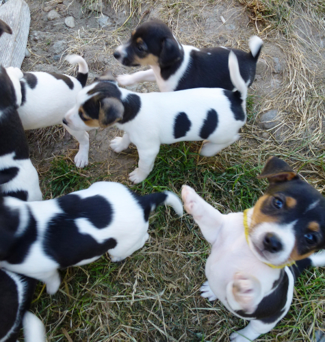 Jack russel Welpen
