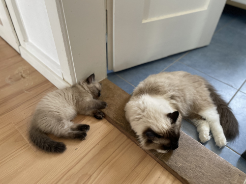 Süsse Ragdolls Kinder 