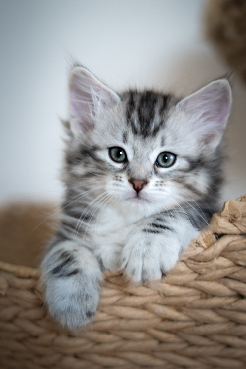 Sibirische Katzenbabys