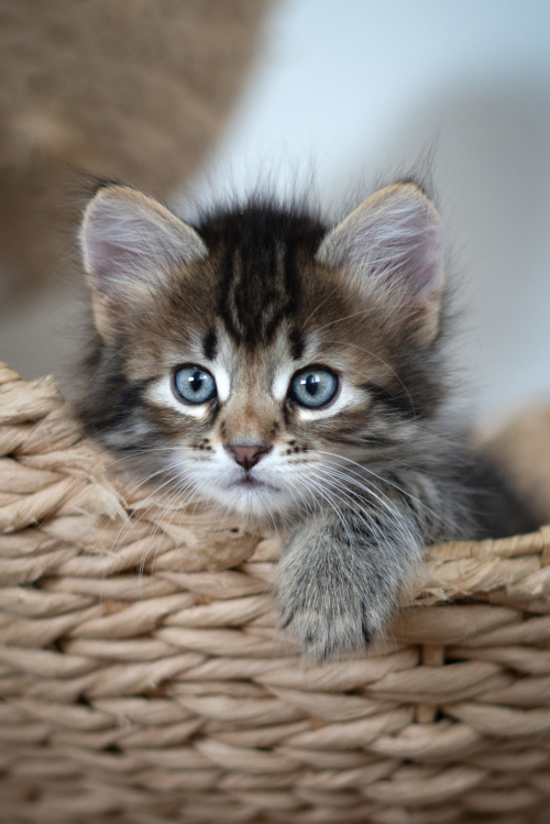 Sibirische Katzenbabys