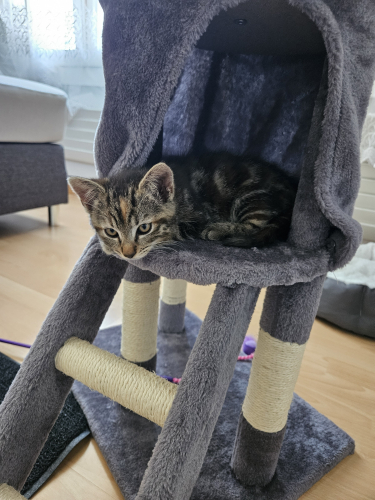 Babykatzen
