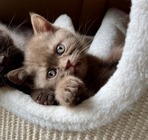 BKH- Kitten suchen ab 7. Aug. 25 …. 