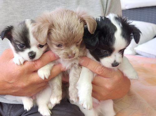 Niedliche Chihuahua Welpeli LH