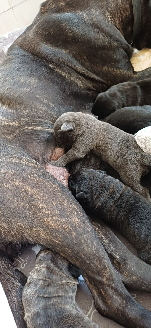 Gesunde Cane Corso Welpen reinrassig geboren am 4. Juli 25